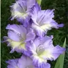 Bulbos de Gladiolo y Flor de Acanthopanax, plántulas de flores en maceta, perenne, resistente al frío, fáciles de cultivar y mantener durante todo el año, bulbos florales con capullos