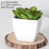Bonsái Artificial Carnoso Combinación de Flores Falsas de Plástico Planta Verde de Interior para Oficina Escritorio Adornos Pequeños Plantas Artificiales Venta al por Mayor
