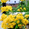 Planta Vaso Buganvília Vermelha Pétalas Duplas com Flores, Mudas de Buganvília, Variedades de Flores Prolíficas, Trepadeira Tronco Velho Plantas de Flor Internas para Todas as Estações