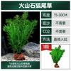 Plantas Acuáticas Locas, Piedra Volcánica, Paisajismo de Plantas para Acuario con Césped Real, Hierba Ciempiés Negativa, Crisantemo Verde, Plantas Acuáticas para Principiantes al por Mayor