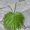 Nueva fábrica de plantas artificiales de lirio verde, hojas de baniano, hojas de rosa, hojas ricas, camino de boda, flores falsas, fábrica al por mayor