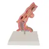 Modelo de Doenças do Esôfago
