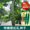 Semillas Tiernas de Lufa, Huerto Familiar, Pulpa de Maduración Temprana, Semillas de Lufa Tiernas y Fragantes, Semillas de Verduras