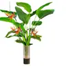 Ave del Paraíso Planta Hidropónica Sala de Estar Casa Próspera Planta Verde Interior Strelitzia Reginae Todo el Año Absorción de Formaldehído Oficina Escritorio Planta en Maceta
