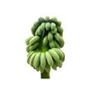 Guangxi prohíbe los plátanos verdes y los plátanos Xiaomi. Entrega de plátanos enteros de 2/3/5/4.5 kg con tallos, cajas enteras de fruta fresca dulce y pegajosa