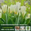 Resistencia al FríoTulipán Holandés Hidropónico Planta de Floración Cuatro Estaciones Planta Verde Flores en Maceta para Sala de Estar Apto para Principiantes