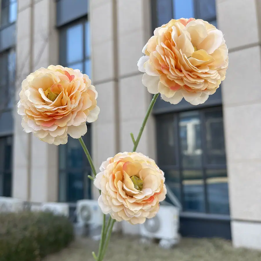 3头特慧丁香花-深香槟.JPG