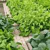 Placa de Canaleta para Vegetais Rurais de Maoming, Canaleta para Vegetais ao Longo da Estrada, Placa de Cimento, Placa de Canaleta para Vegetais, Canaleta de Cimento Acabado para Jardim de Quintal