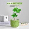 Árvore de Ferro Mexicana Trevo de Quatro Folhas em Vaso Planta Verde de Escritório Jardim de Infância Mesa Flor Emocional