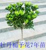 Plántulas de gardenia con envío directo, plantones grandes de gardenia peonía de hojas grandes en maceta, flores de gardenia de un solo tallo de larga duración que florecen en todas las estaciones.
