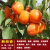 Venta al por mayor de plantones de albaricoquero Árbol frutal injertado Plantones vivos en maceta Que dan fruto el mismo año Plantación en patio Dulce en el sur y el norte