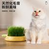 Nueva Caja de Hierba para Gatos Hidropónica para Interior Plantación Hidropónica Sin Suelo Maceta de Hierba para Gatos Set Caja de Hierba para Gatos Artefacto para Eliminar Pelos de Gato
