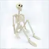 Marco de Calavera para Producto Nuevo Transfronterizo 90cm Articulado Ajustable Adorno de Terror de Halloween Calavera Humana Esqueleto Calabaza Marco de Calavera