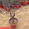 Bonsái de Ciruelo Florido en Maceta, Tronco Viejo, Ciruelo Rojo y Ciruelo de Invierno, Plantas Resistentes al Frío para Balcones Interiores y Jardines de Patio