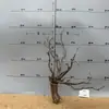Tocones de Árbol Muerto Ramas Modelo Microscópico Escena Fabricación Suministros para Mascotas Base de Figura Embellecimiento de Fondo Decoración Obstáculo