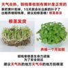 Dropshipping de Plantas Hidropónicas de Centella Asiática para Interior, Escritorio de Oficina, Macetas con Flores, Perennes Todo el Año, Plantas Verdes, Purificación