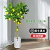 Planta de Limonero en Maceta con Fruta Comestible Planta Verde Alta para Sala de Estar Planta Grande Interior Balcón Perenne Todo el Año