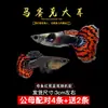Guppies de Raça Pura, Peixes Ornamentais de Água Doce Pequenos, Peixes Tropicais Fáceis de Criar, Peixes Vivos, Peixes Limpadores, Kinguios Zebra, Peixes Pequenos, Alevinos