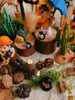 Caja Misteriosa Decoración Bosque Micro Paisaje Musgo Corteza Material DIY Casa de Muñecas Escena Accesorios Hechos a Mano Material