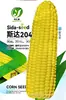Semillas de Maíz Dulce Blanco 182: Colección Completa de Semillas para Maíz Dulce Pegajoso de Granja, Adecuado para Todas las Estaciones