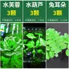 Paisajismo para Tanque de Tortugas, Plantas Verdes para Tanque de Tortugas, Plantas Acuáticas, Lechuga de Agua en Cultivo de Agua, Especial para Eliminar el Amarilleamiento, Desodorizar y Purificar el Agua para el Cuidado de Tortugas