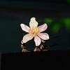 Nuevo broche de flores pequeñas de moda de estilo japonés y coreano, elegante, elegante, elegante, floral, antiexposición, hebilla, cuello, tapeta, accesorios de circonita