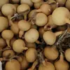 Silbato de Calabaza Natural Americano Retorcido a Mano, Calabaza de un Solo Borboteador con Forma de Ajo, Calabaza Pequeña de un Solo Mango, Calabaza de Forma Única para Manualidades y Otros Usos