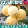Dropshipping de Mudas de Nêspera Branca Imperial Enxertadas em Vasos com Frutos Extra-Grandes Sem Caroço para Plantio em Regiões do Norte e Sul