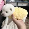 Ropa para Cachorros Otoño Invierno Perro Joven Gato Joven Chaleco Gato Lechero Talla Extra Pequeña Chaleco Perro Pequeño Gato Pequeño Perro de Taza Ropa para Mascotas