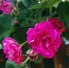 Plántulas de Geranio en Maceta para Dropshipping, Plántulas de Flor de Geranio de Doble Pétalo, Plantas Verdes Ojos de Ángel para Patio y Balcón