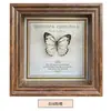 Marco de Fotos con Foto de Mariposa Real Pintura Decorativa Estilo Europeo Marco de Fotos Vintage Decoración de Mesa Adorno para Muebles Regalo de Cumpleaños Presente