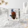 A Fábrica de Artesanato Zhongkun vende espécimes de insetos genuínos como itens decorativos, embutidos em resina de alta transparência, como brinquedos científicos educativos para crianças.