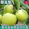 Plántulas de Pera de Jade de una Pieza para Envío Directo, para Plantar en el Norte y el Sur, Plantación en Patio y Balcón, Plántulas de Pera Dulce Injertadas en Macetas Extra Grandes