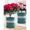 Plántulas de Rododendro Plantas en Maceta con Capullos Interior y Exterior Balcón Fácil de Cultivar Florales Perenne Todo el Año Balcón Patio