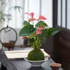 Nueva planta en maceta combinada estilo chino de jade musgo con cuentas de arroz y árbol del dinero, adecuada para mesa de interior, sala de té, oficina, fácil de cuidar y mantener.