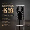 Especímenes Reales de Animales en Resina del Fabricante en Stock para Educación Infantil, Adornos Decorativos, Regalos Culturales y Creativos, Educación Científica y Productos Culturales y Creativos