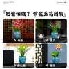 Plántulas de Orquídeas, Orquídeas, Orquídeas Rojas, Flores Fáciles de Cultivar en Todas las Estaciones, Brotes de Verano, Plantas Fragantes de Interior para Sala de Estar, Florales y Plantas Verdes, Plantas en Maceta
