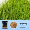Acuario Semillas de Plantas Acuáticas Plantas Acuáticas Purificación Activa del Agua Decoración de Acuario Purificación Calidad del Agua Paquete de Semillas de Plantas Acuáticas