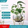 Vidro Hydroponic Microorganism Paisagem Garrafa Hydroponic Garrafa Verde Narcissus Garrafa de vidro Decorações redondas Tanque de Peixe de Vidro