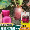 Sementes de Rabanete Pitaya Yuyi Yutian, Sementes de Rabanete Abacaxi Fruta de Casca Vermelha Polpa Vermelha, Vegetais para Jardim e Fazenda