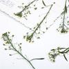 Flor seca perfumada em relevo, amostra de planta por atacado, amostra de flor real, cola em relevo, capa de celular, marcador de página, abajur de mesa infantil