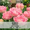 Tulipas variedades holandesas bulbos sementes hidropônicas flores plantas em vaso terra para tulipas cultivo interno em estoque atacado