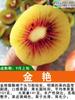 Dropshipping Soft Jujuba Muda de Kiwi Selvagem Dandong Semente Macia Nordeste Cuixiang Coração Amarelo Coração Vermelho Xu Xiang Zhouzhi