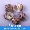 Conchas Marinhas Naturais Conchas de Caranguejo Eremita Conchas de Búzio Substituição Conchas Especiais DIY Aquário Paisagismo Conjunto de Decoração de Aquário