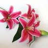 Gao Zhi Perfume 3D Lirio decoración del hogar flor artificial diseño de lugar de boda habitación de boda sala de estar dormitorio adornos accesorios