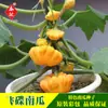 Semillas de Verduras Ornamentales y Comestibles al por Mayor, Melón Platillo Volador Amarillo Espacial, 5 Piezas, Semillas Especiales de Calabaza Mini
