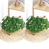 Planta Hidropônica de Centella Asiática em Vaso Folha Grande e Pequena para Interior Sala de Estar Fácil de Cuidar Todas as Estações Aquário Planta Aquática Verde