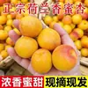 Albaricoques Miel Holandesa Auténticos de Yantai, Shandong, Fruta Fresca, Dulzura Pura, Recolectados Frescos en Temporada, Aptos para Mujeres Embarazadas, Envío Gratis Vía Sf Express