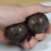 Agarwood Vietnamita Nogueira Peça de Mão Brinquedo Escultura em Madeira Masculina Bola de Saúde Artesanato Handebol de Madeira Suprimento ao Vivo