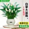 Maceta Grande de Planta de Palma Blanca de una Pieza para Dropshipping, un Símbolo de Buena Fortuna, Planta en Maceta con Flores, Planta Hidropónica, Planta con Flores, Planta Verde para Interior de Oficina